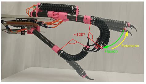 The Claw: An Avian-Inspired, Large Scale, Hybrid Rigid-Continuum Gripper