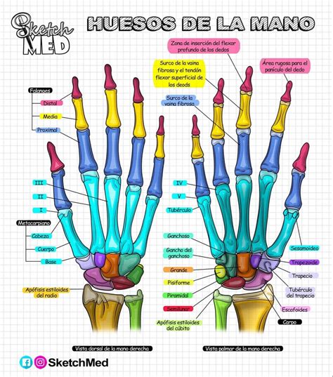 Huesos de la mano | Anatomía del esqueleto humano, Libros de anatomia ...