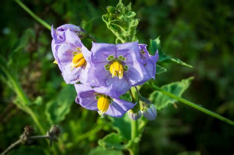 Plant of the Month - Purple Nightshade