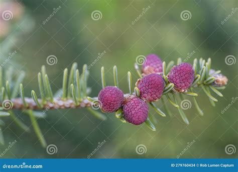 Spanish Fir Abies Pinsapo, Reddish-purple Cones Stock Photo - Image of ...