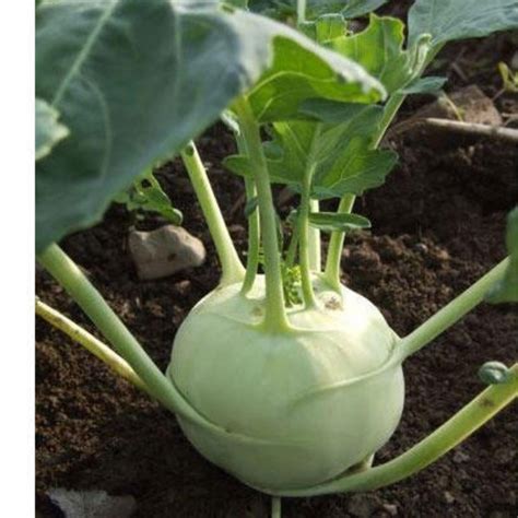 Knol Khol - Organic – Satva Farm