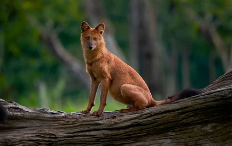 Wild, dangerous & top 10 animals in Laos 2026
