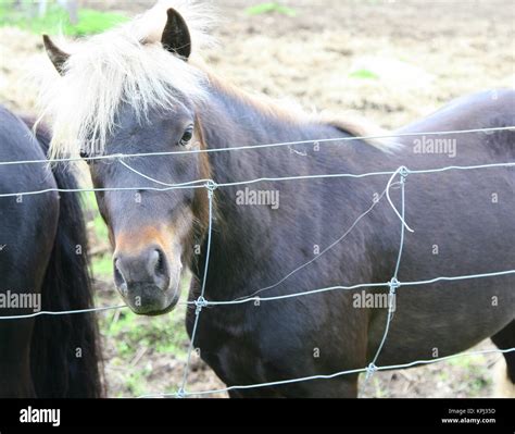 Horses in pasture Stock Photo - Alamy