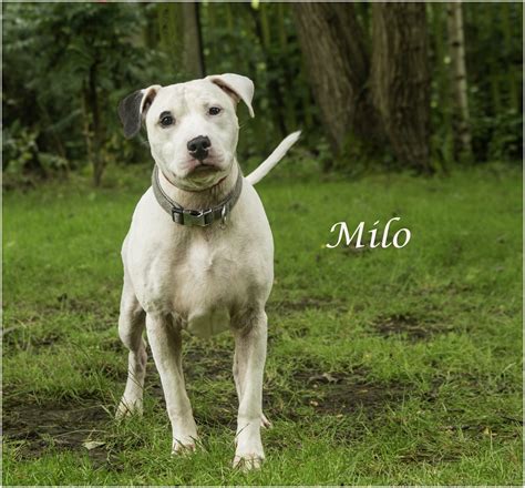 Milo - Manchester & Cheshire Dogs Home