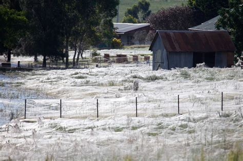 Millions of Spiders Rain Down on Australia—Why? | National Geographic