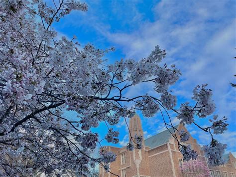 Visitors Guide to Seattle’s Cherry Blossom Festival - Wandering with a ...