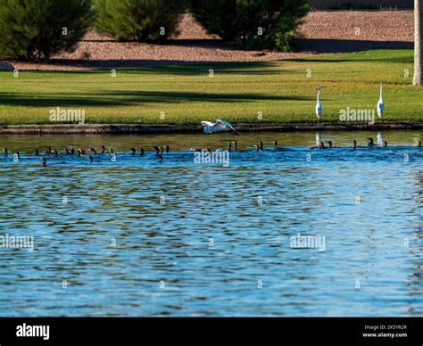 Many diverse bird species such as Great Blue Heron, Double-crested ...