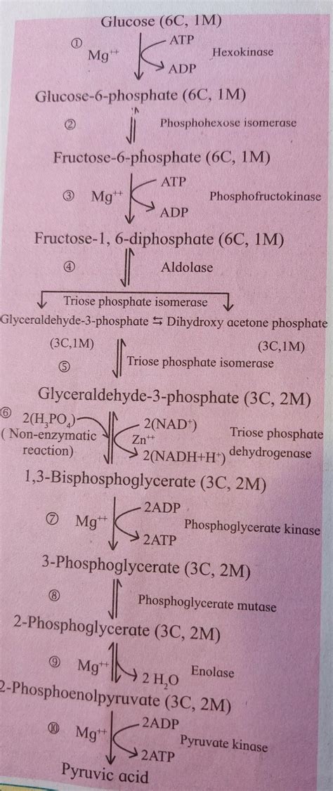 Draw a diagrammatic representation of E.M.P. pathway. - Brainly.in