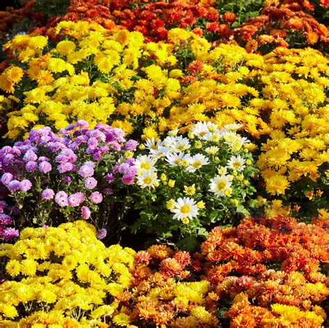 300+Mixed Color Mums FEV6 Chrysanthemum Seeds for Planting-Perennial ...