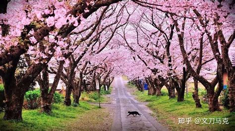 观赏武汉大学樱花的最佳时间是在几月份 三月份最合适不过了_旅泊网
