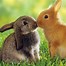 Image result for Spring Bunnies HD Wallpaper