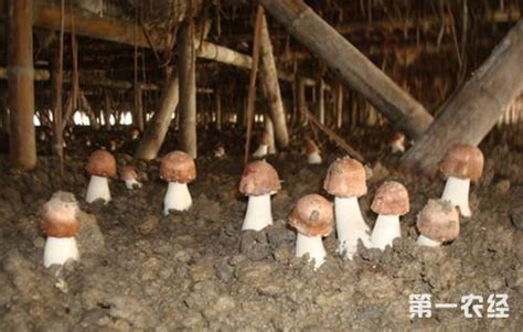 蘑菇种植技术以及注意事项简介 - 种植技术 - 第一农经网