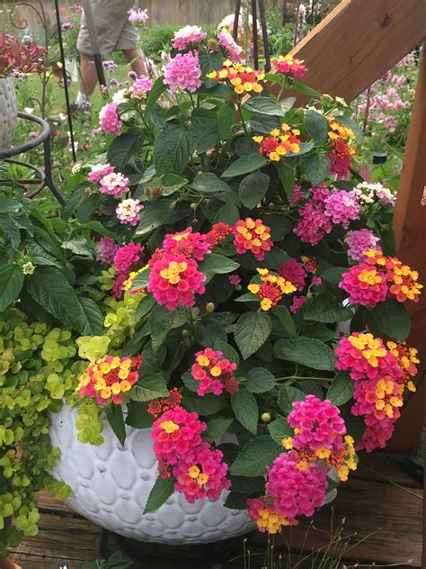 Growing lantana in containers tips on caring for lantana in pots – Artofit