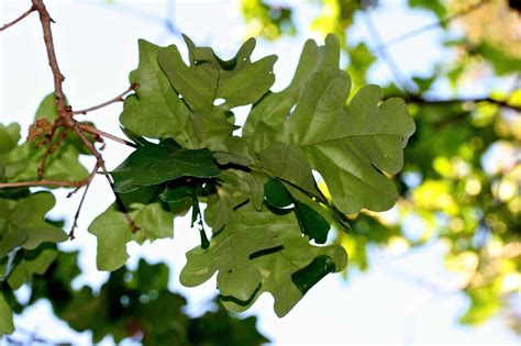 Common North American Hardwood Trees
