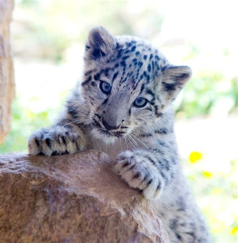 Cute Snow Leopard Cubs