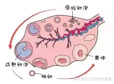 超声下的卵泡监测-健康科普-武汉市第三医院|武汉大学同仁医院