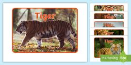 What is a Tiger? | Tiger Facts for Kids | Twinkl - Twinkl