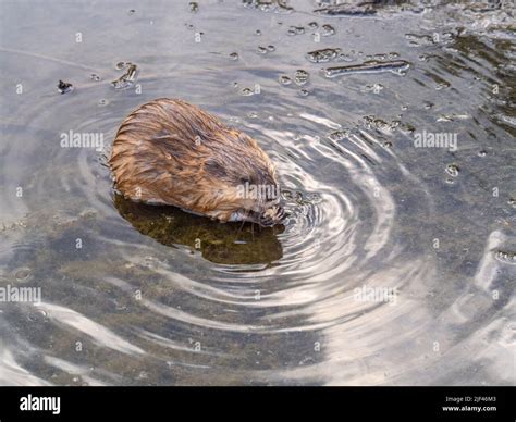 Wild animal Muskrat, Ondatra zibethicuseats, eats on the river bank ...