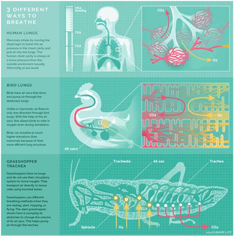 Avian Respiratory Anatomy Respiratory System Bird Cut Out Stock Images