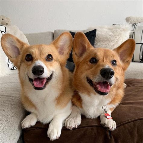 Pembroke Welsh Corgi Dog Breed Information, Images, Characteristics, Health