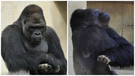 ShishirPatilgorilla
