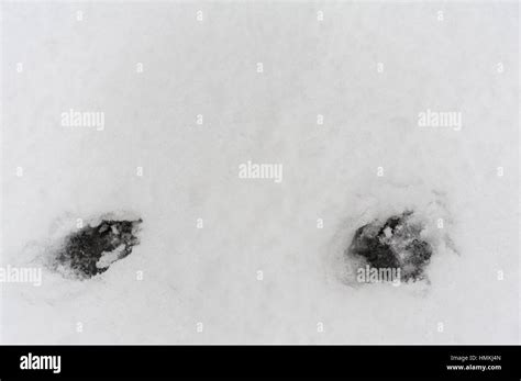 Raccoon tracks in the snow Stock Photo - Alamy
