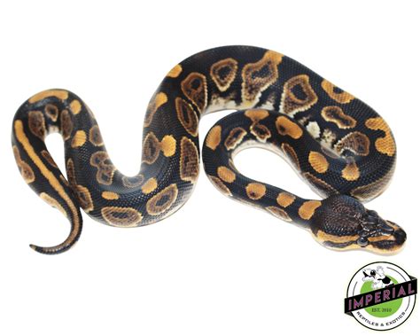 Image result for How Much Is a 1 Foot Ball Python