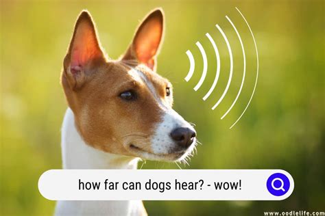 How FAR Can Dogs Hear? (Wow!) - OodleLife®