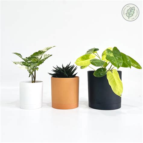 [SG LOCAL] *Restock* Simple Plastic Round Plant Pot | Shopee Singapore