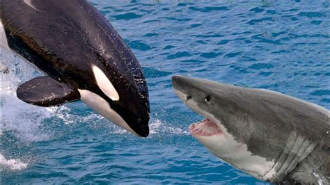 虎鲸vs大白鲨，谁才是真正的海洋霸主？全方位对比后，战局出现了一边倒_腾讯视频