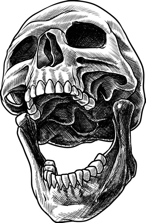 Human Skull Open Mouth