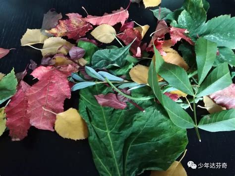 【十万个为什么】为什么树叶在秋天会变色-小花生