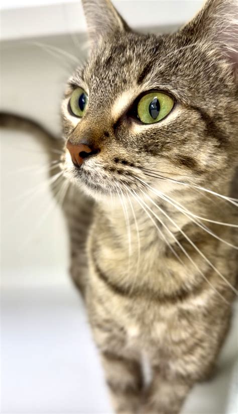 Kim3 – harvest hills animal shelter Open by appointment only