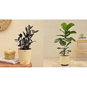 UGAOO Zamia ZZ Black Natural Live Indoor Plant with Pot - Medium ...