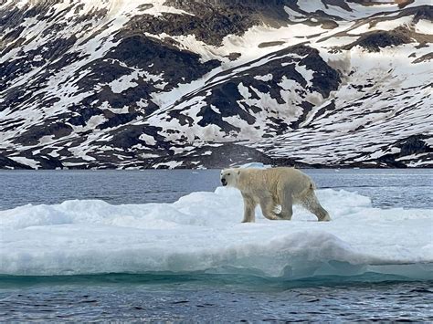 Are There Polar Bears In Greenland? Unveiling the Truth - MammalsLife