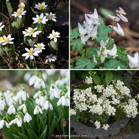 Small White Perennial Flowers Mixed Flowering Perennial Plants | Extra
