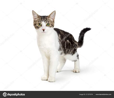 Black And White Tabby Cat