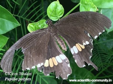 Does damaged wings affect the flight?