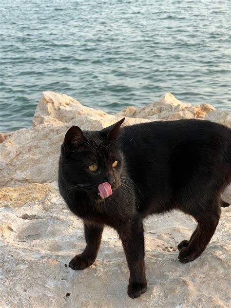 Funny Black Cats Photos, Download The BEST Free Funny Black Cats Stock ...