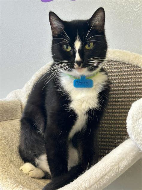 Adopt - River Valley Animal Rescue