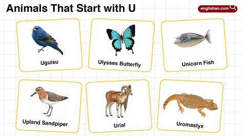 20+ Animals that Start with U in English with Pictures