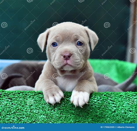 American Bully Dog Puppies