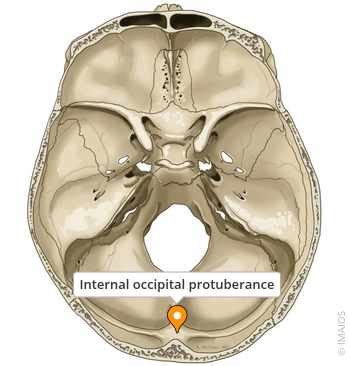 Internal occipital protuberance - e-Anatomy - IMAIOS