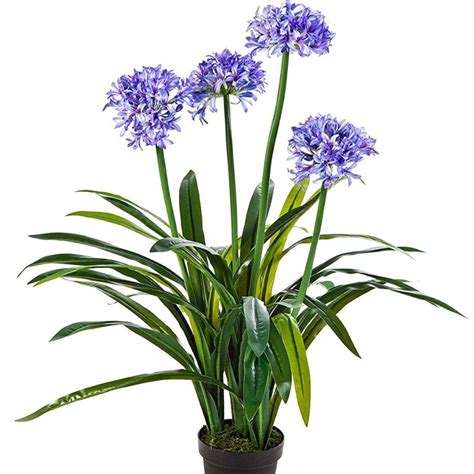 VARA DE SAN JOSE – Vivero El Encanto