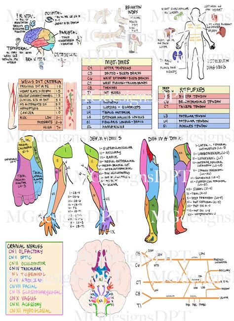 Physical Therapy Guide Sheet PT School Reference, Cheat Sheet ...