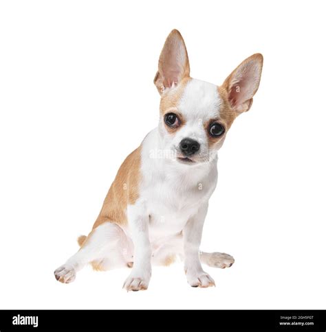 Light Brown And White Chihuahua Puppy