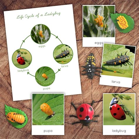 Life Cycle Of Ladybug