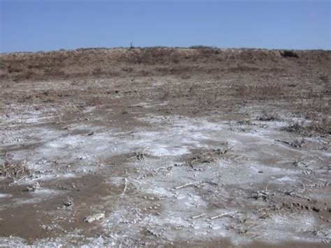 盐碱地土壤立体改良技术 让荒滩披绿装