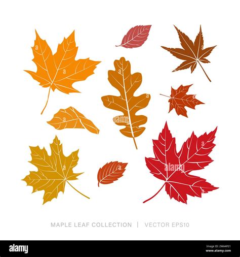 Autumn leaf set fall Stock Vector Images - Alamy