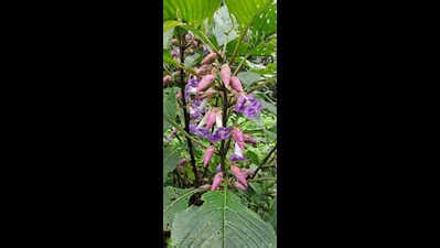 Goa: After seven years, Karvi flowers to paint Chorla Ghat purple | Goa ...